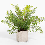 Potted fern plant with a white pot on a white background