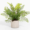 Potted fern plant with a white pot on a white background