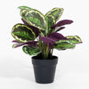 Potted plant with green and purple leaves on a white background