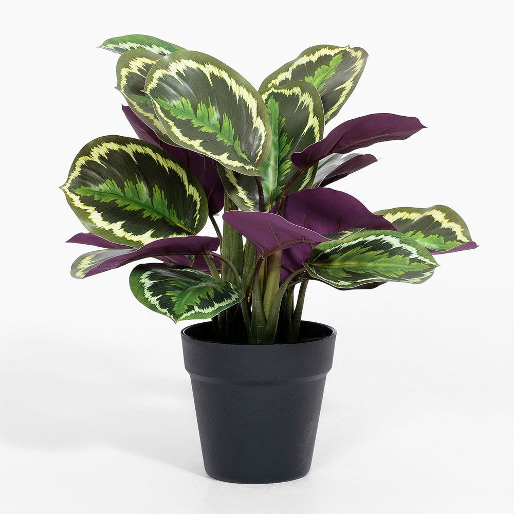 Potted plant with green and purple leaves on a white background