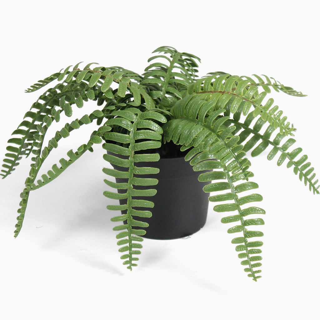 Potted fern plant on a white background