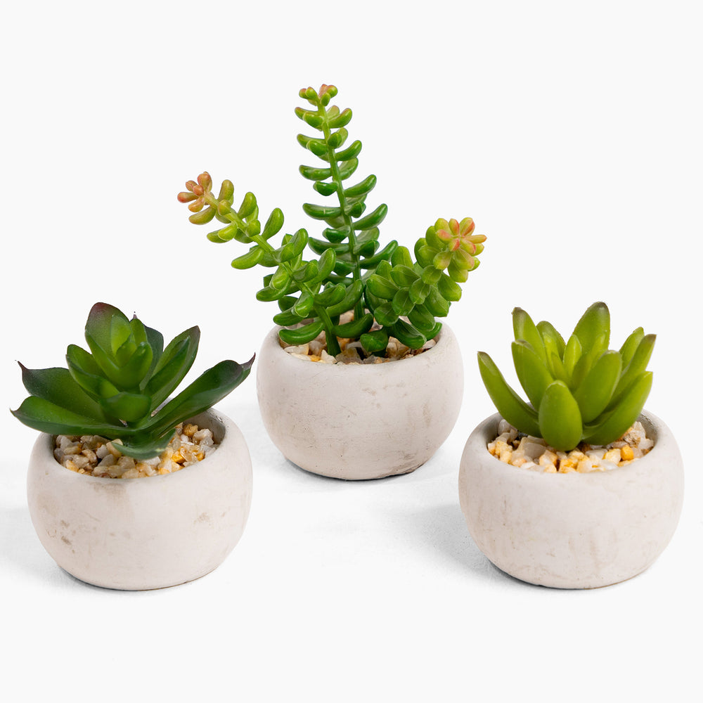 Succulent trio