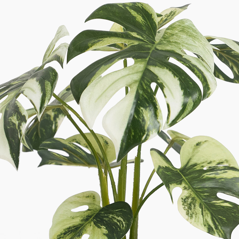 Artificial monstera plant with green and white leaves on a white background