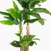Artificial banana plant with green leaves on a white background