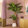Decorative interior with a large plant, gold cabinet, and colorful abstract painting on a pink wall.