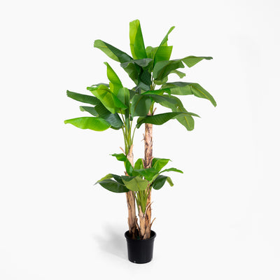 Potted plant with green leaves on a white background