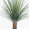 Potted palm plant with green fronds on a white background