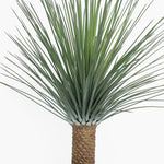 Potted palm plant with green fronds on a white background