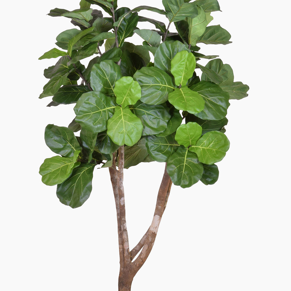 Green leafy plant on a white background
