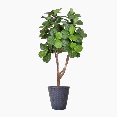 Potted plant with green leaves on a white background