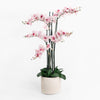 Pink orchid plant in a white pot on a white background