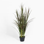 Potted plant with long green leaves on a white background