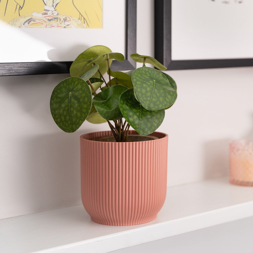 Potted plant on a shelf with framed pictures and a candle in the background