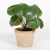 Potted plant with large green leaves on a white background