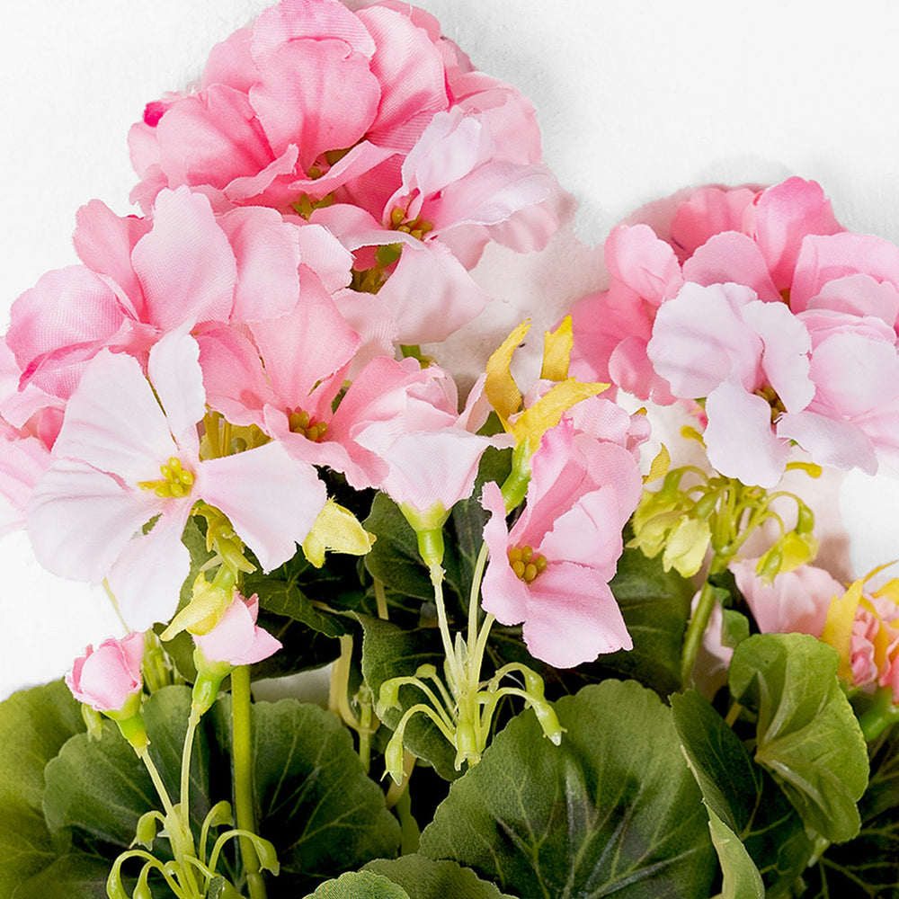 Close-up of pink and white flowers with green leaves on a white background