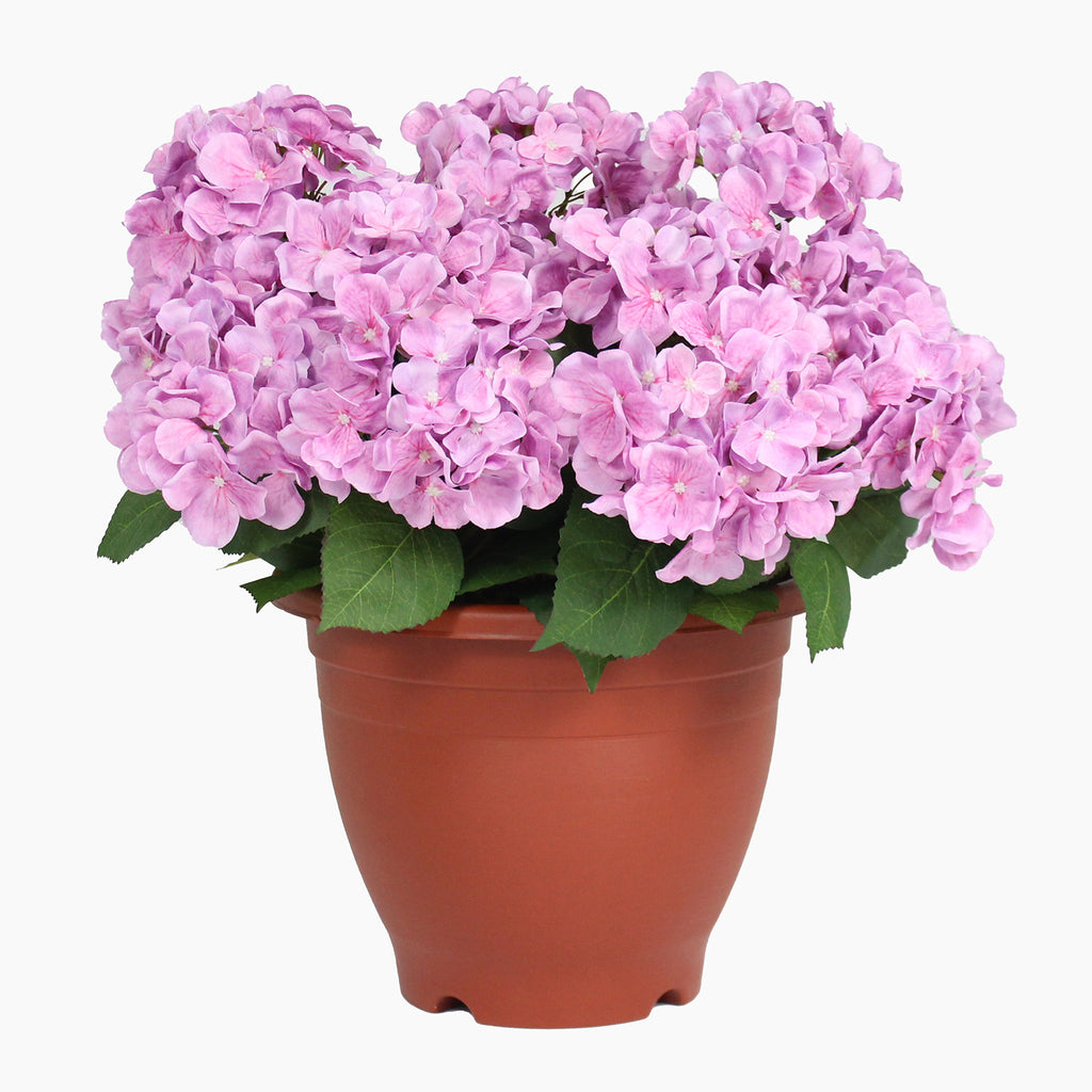 Potted plant with pink flowers on a white background