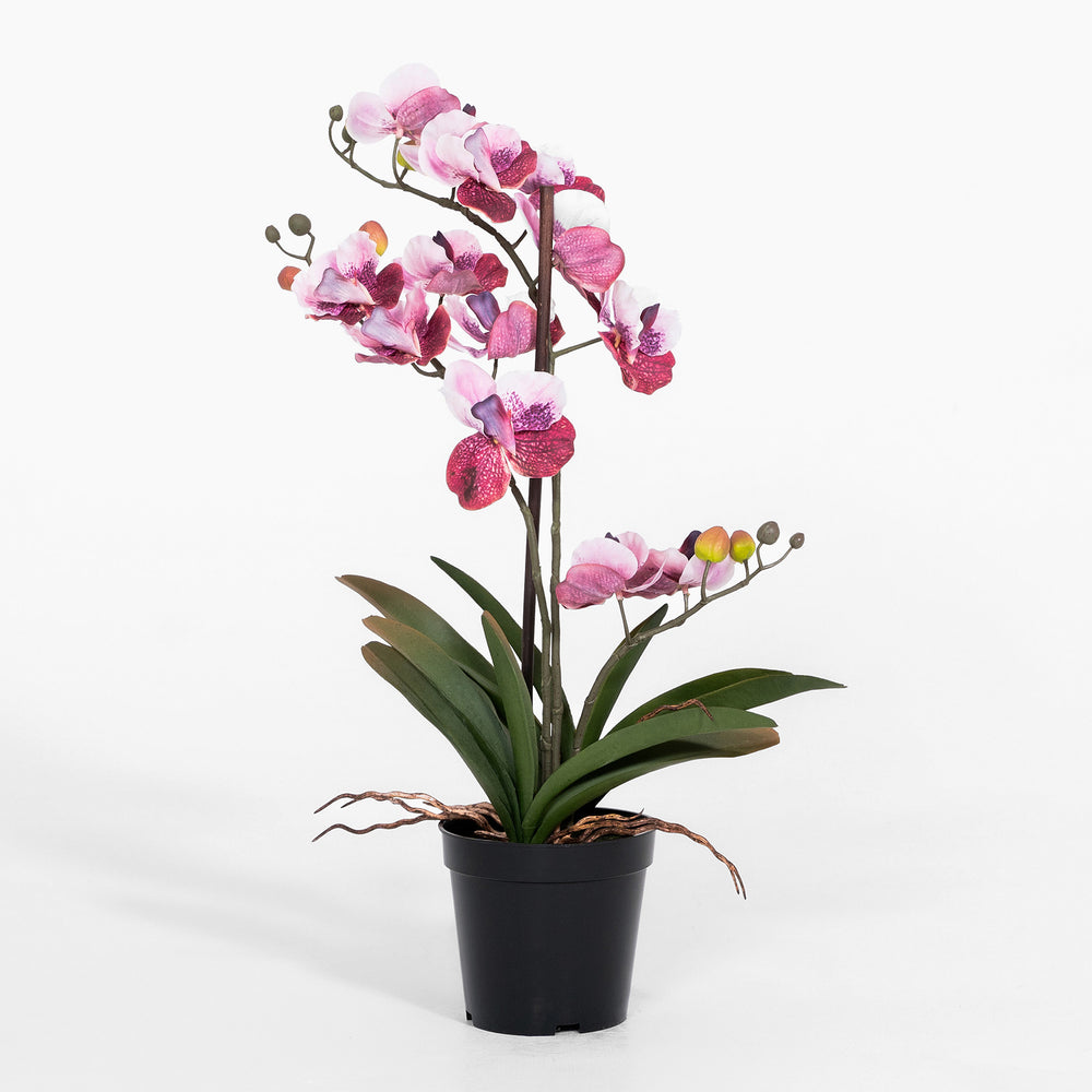 Pink orchid plant in a pot on a white background