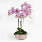 Artificial pink vein orchid pre-potted in pink shallow planter on white background