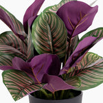 Artificial pinstripe calathea leaves