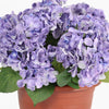 Potted plant with purple flowers and green leaves on a white background