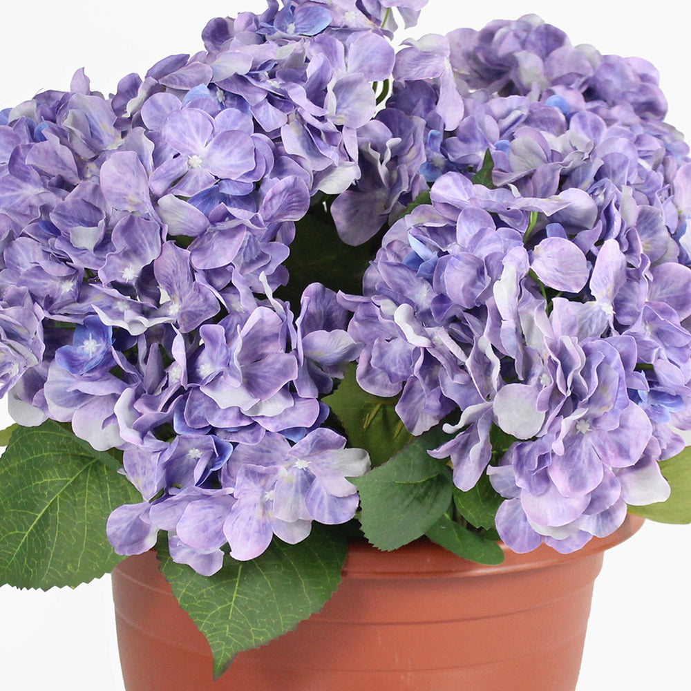 Potted plant with purple flowers and green leaves on a white background