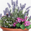 Potted plant with lavender, greenery, and pink flowers on a white background