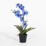 Artificial blue orchid plant in a pot on a white background