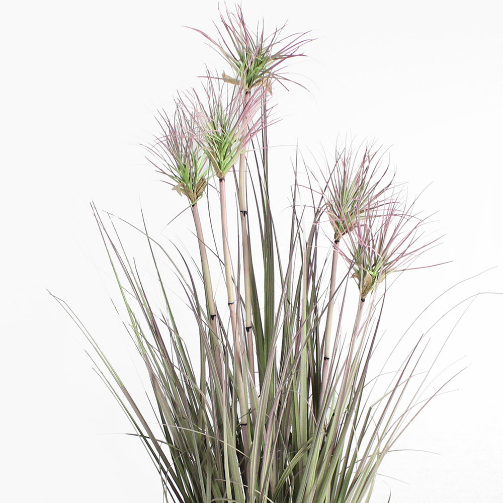 Plants with long, thin leaves on a white background