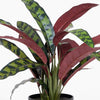 Rattlesnake calathea