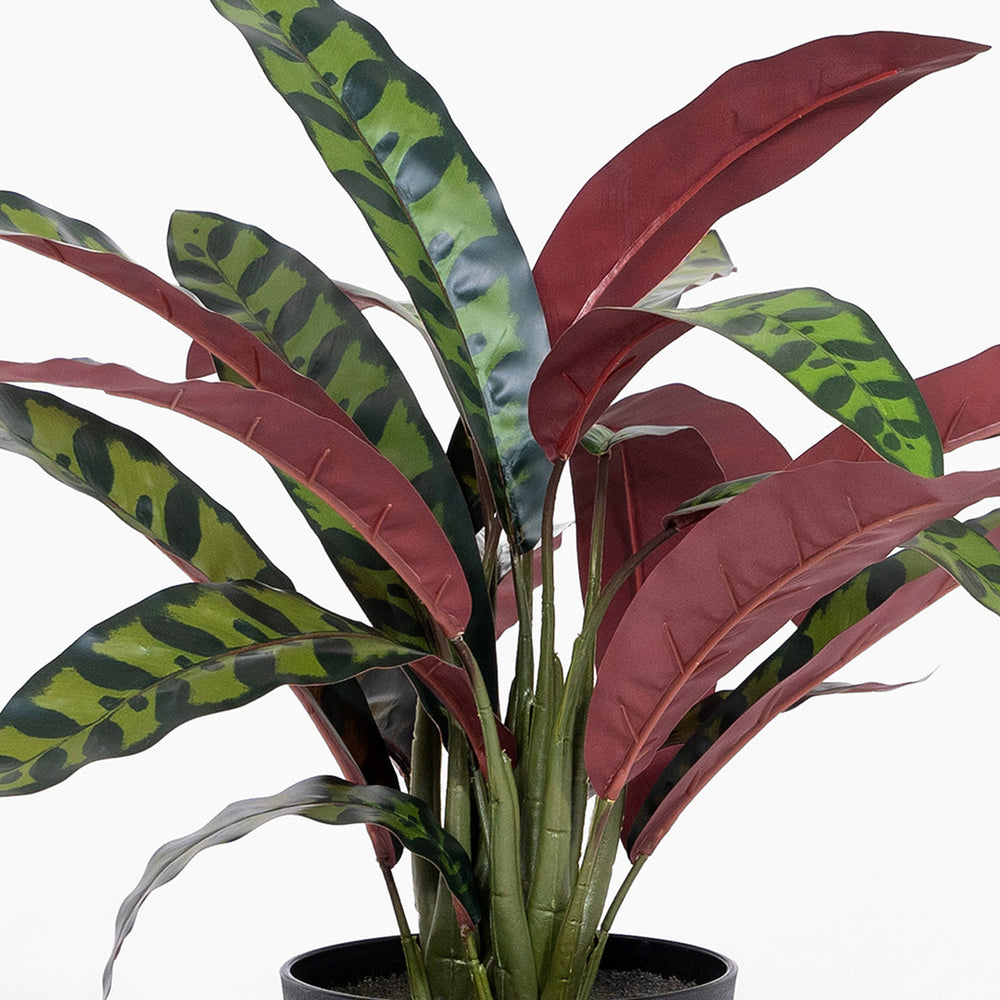 Rattlesnake calathea