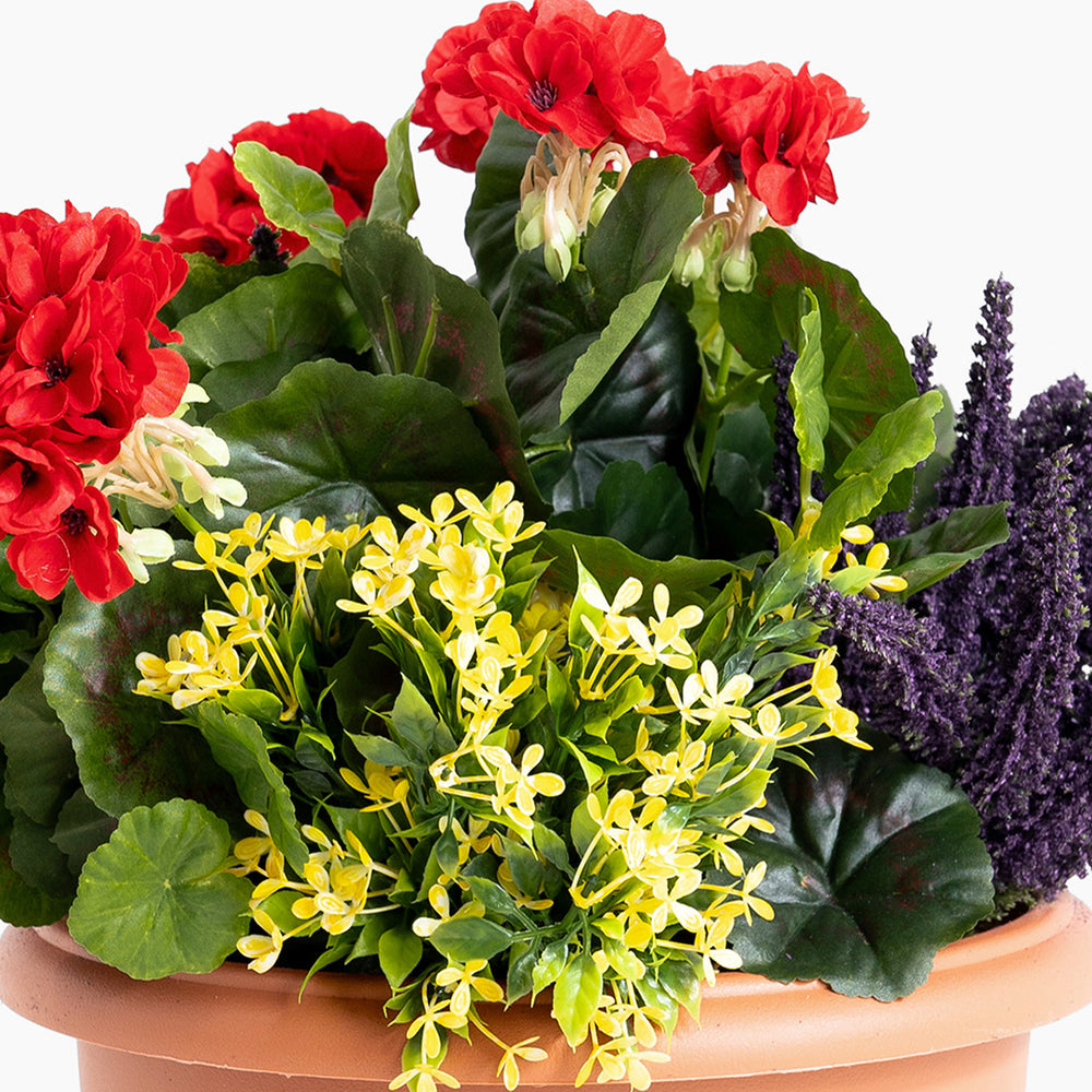 Assorted potted plants including red flowers, yellow flowers, and purple foliage on a white background