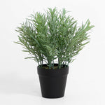 Potted plant with green leaves on a white background