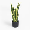 Sansevieria