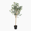 Artificial eucalyptus tree in a pot on a white background