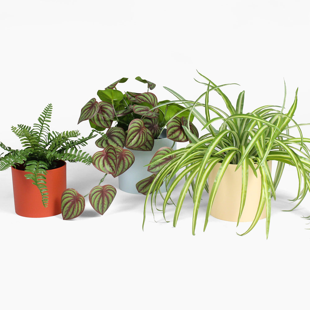 Three potted plants on a white background