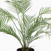 Potted palm plant on a white background