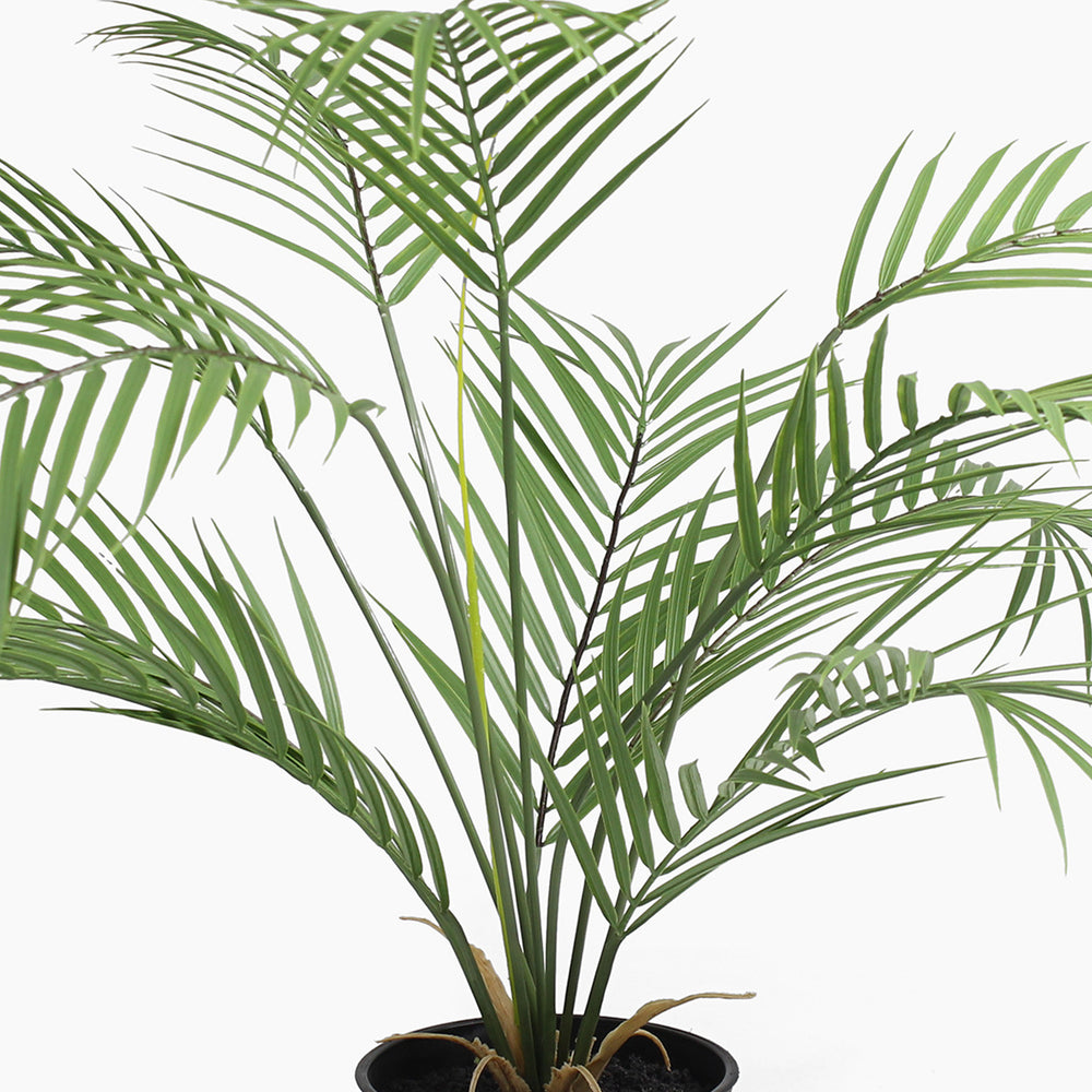 Potted palm plant on a white background