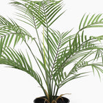 Potted palm plant on a white background