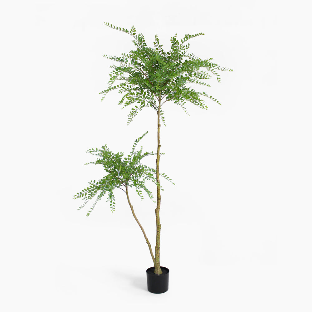 Potted plant with green leaves on a white background