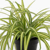 Artificial spider plant foliage