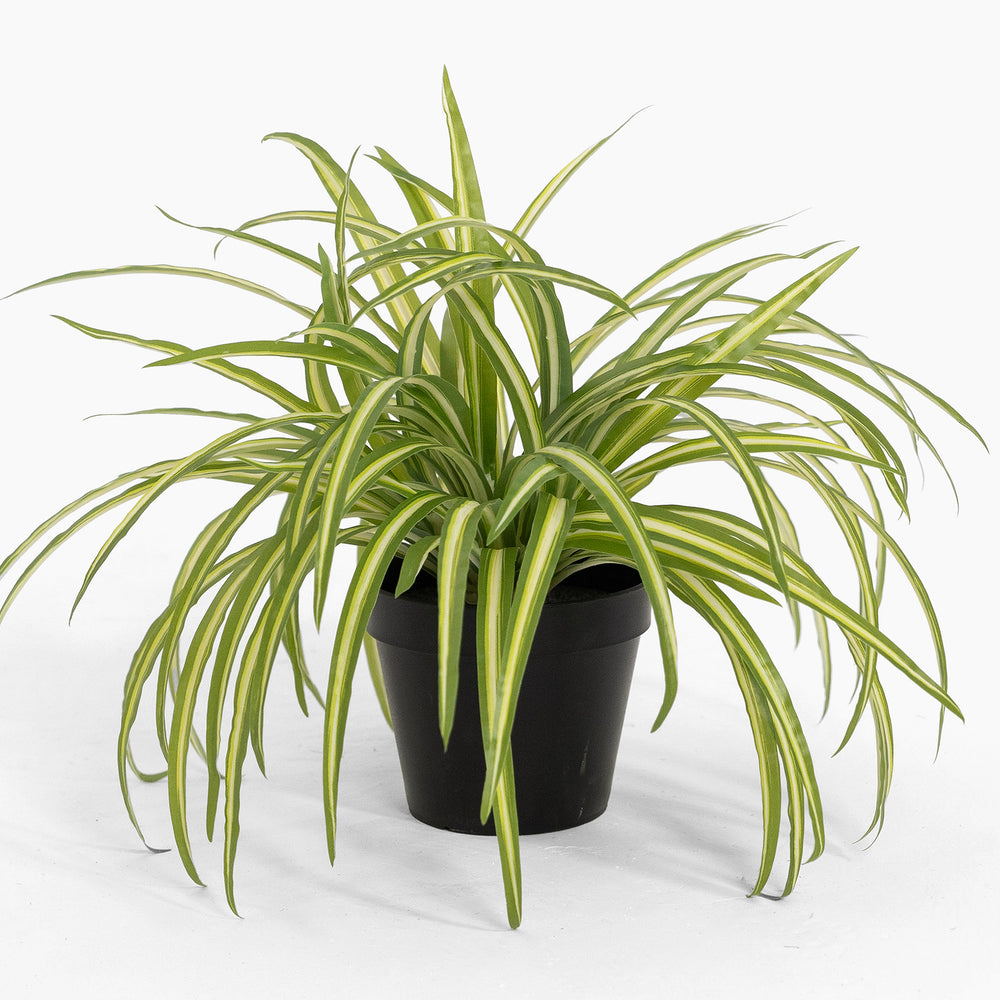 Potted plant with green leaves on a white background