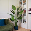 Living room with a green sofa, large potted plant, and bookshelf.
