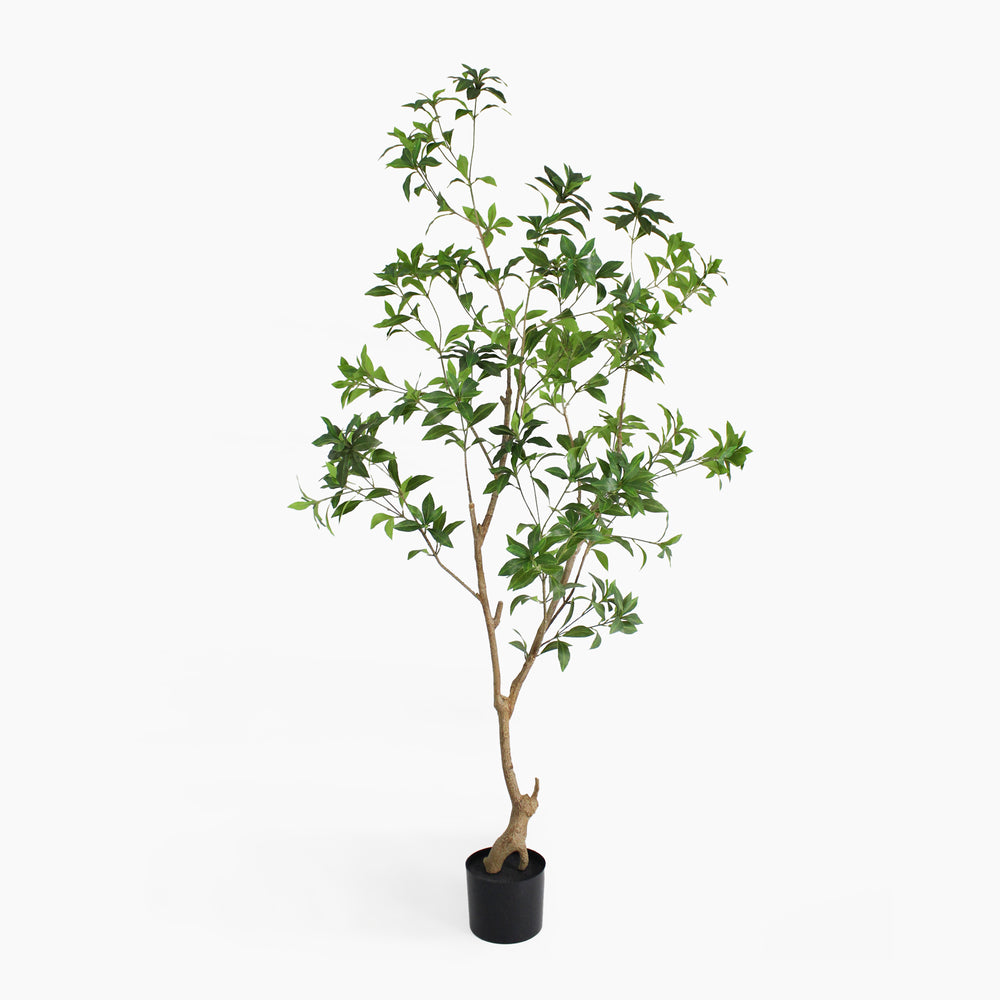 Potted plant with green leaves on a white background