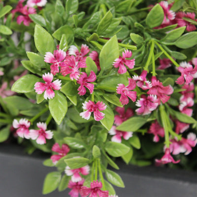 Urban garden window box