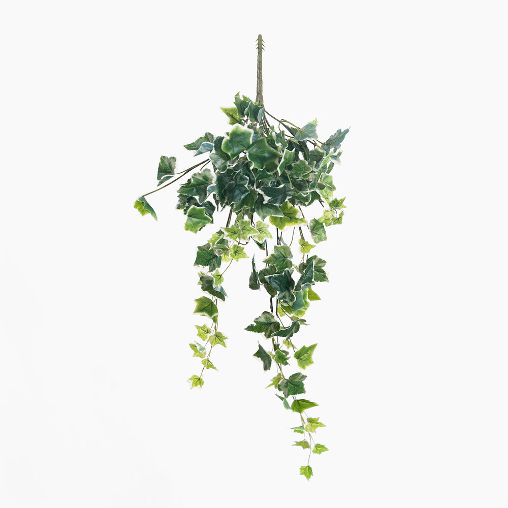 Artificial hanging ivy plant on a white background