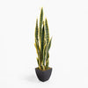 Sansevieria