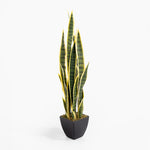 Sansevieria