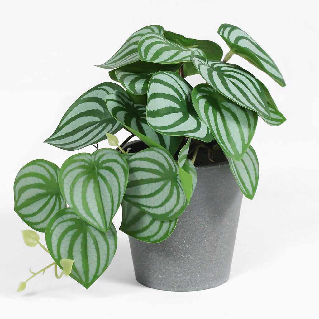 Potted plant with green leaves on a white background