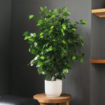 Potted plant on a wooden stool against a gray wall with shelves.