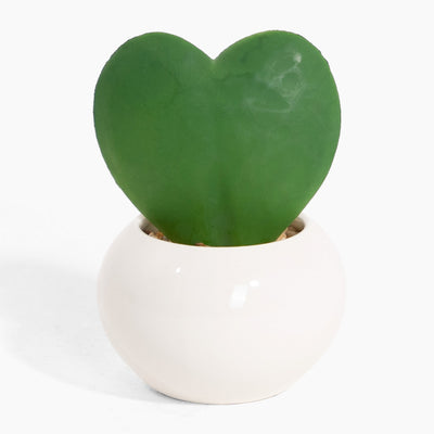 Heart-shaped green plant in a white pot on a white background